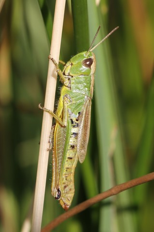 Pseudochorthippus montanus