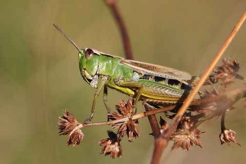 Pseudochorthippus montanus