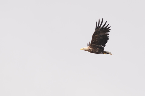 Pygargue à queue blanche - Haliaeetus albicilla - adulte