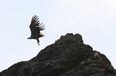 Pygargue à queue blanche - Haliaeetus albicilla - adultes