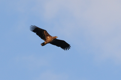 Pygargue à queue blanche - Haliaeetus albicilla - juvénile