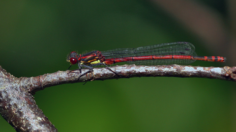 Pyrrhosoma nymphula, la petite Nymphe au corps de feu