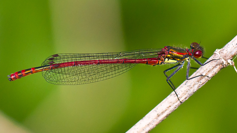 Pyrrhosoma nymphula