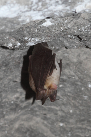 Rhinolophe euryale (Rhinolophus euryale)