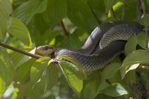 Couleuvre d'Esculape en héliothermie sur une branche. 