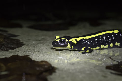 Salamandre tachetée - Salamandra salamandra