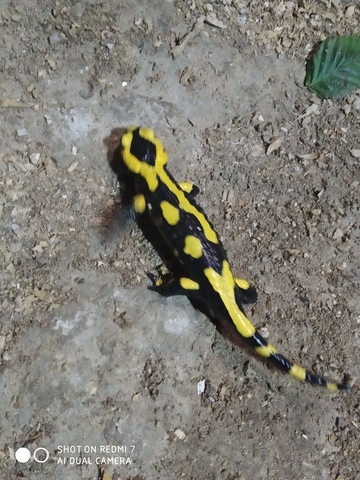 Salamandre tachetée