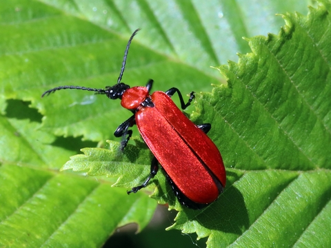 le Cardinal