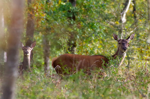 Sortie familiale pour cette biche 