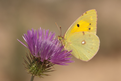 Souci (Colias crocea)