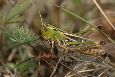 Stenobothrus lineatus
