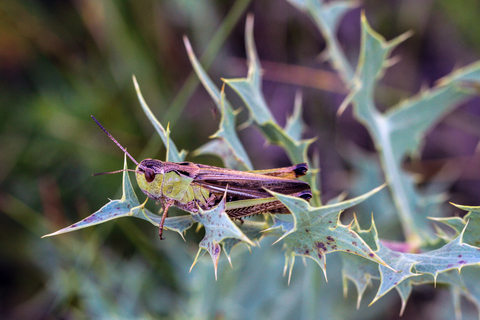 Stenobothrus lineatus