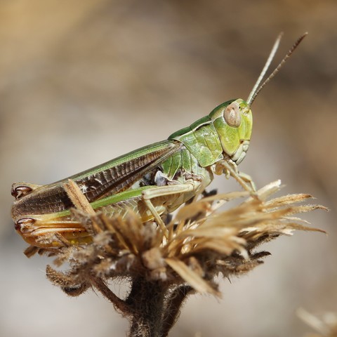 Stenobothrus lineatus