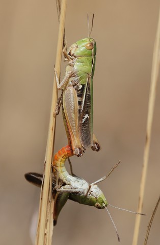 Stenobothrus lineatus