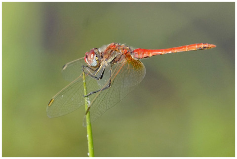 Sympetrum fascié