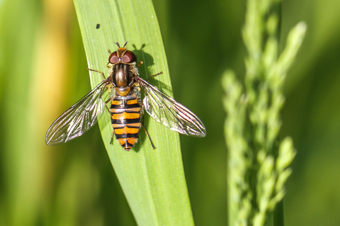 Syrphe ceinturé - Episyrphus balteatus