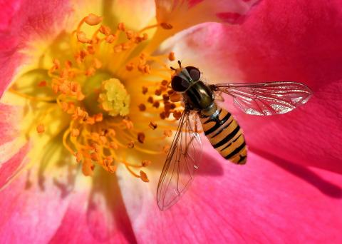 Episyrphus balteatus