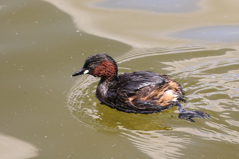 Tachybaptus ruficollis