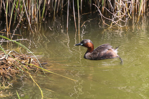 Tachybaptus ruficollis