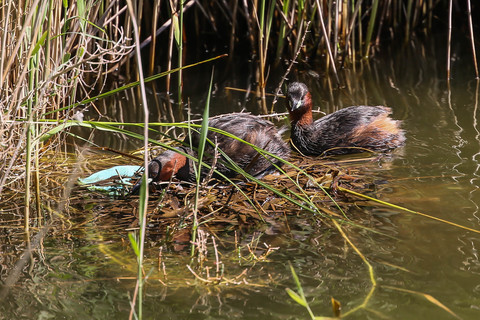 Tachybaptus ruficollis