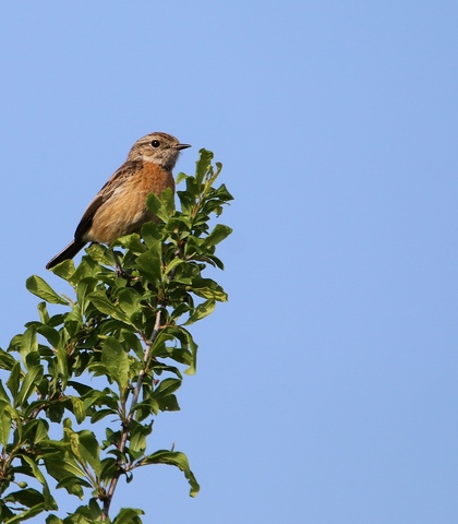 Tarier pâtre femelle