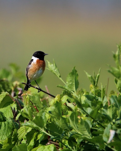 Tarier pâtre le mâle