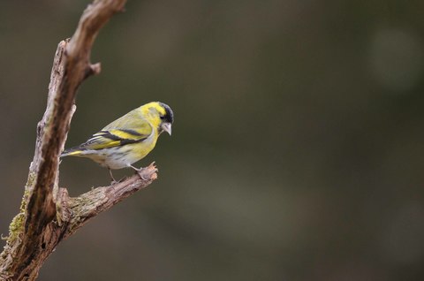 Tarin des aulnes - Carduelis spinus