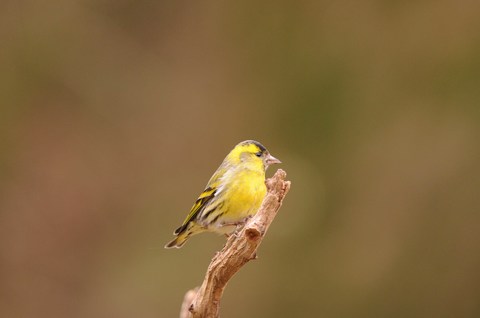 Tarin des aulnes - Carduelis spinus