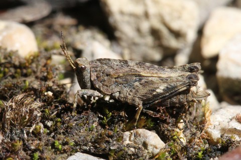 Tetrix undulata