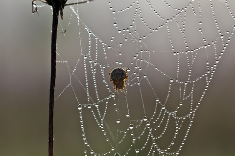 toile Araneus diadematus