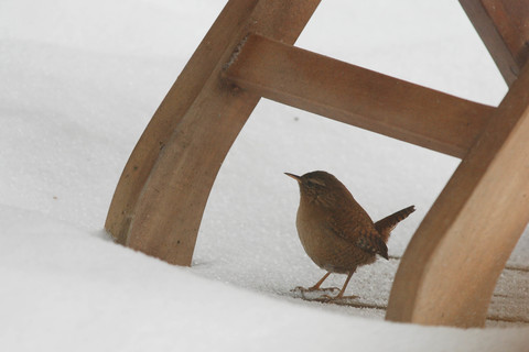 Troglodyte mignon - Troglodytes troglodytes
