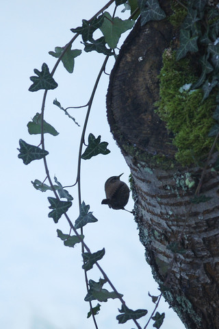 Troglodyte mignon - Troglodytes troglodytes