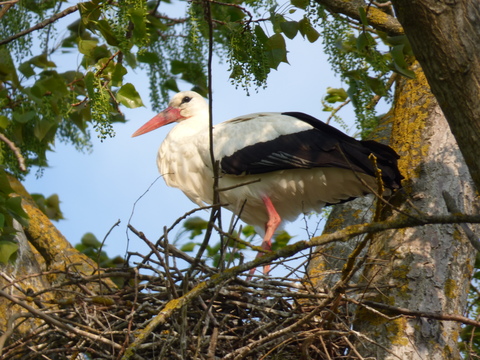 un troisème nid voit le jour sur le site de marnay