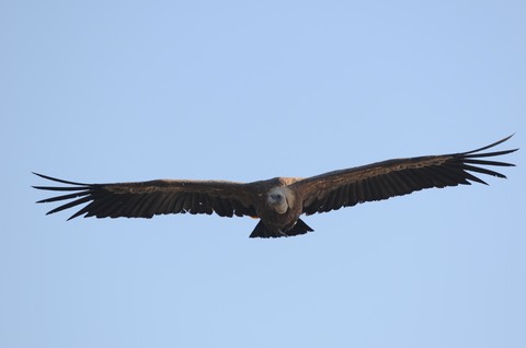 Vautour fauve - Gyps fulvus