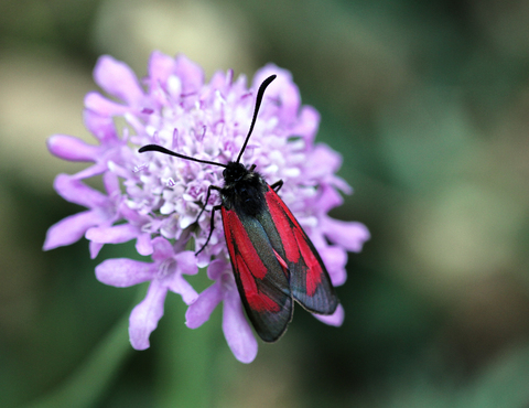 Zygaena purpuralis