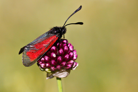 Zygaena purpuralis