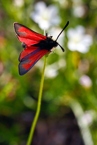 Zygaena purpuralis