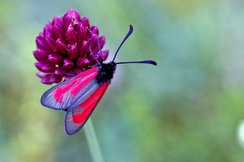 Zygaena purpuralis